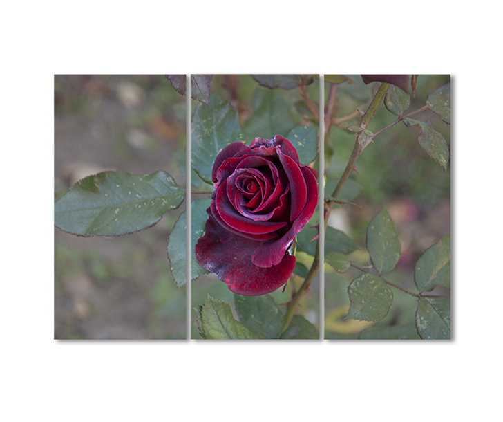 

Модульная картина Artel «Винная роза» 3 модуля 90x135 см