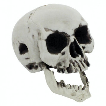 

Череп Йорик с подвижной челюстью Halloween 19-147GY (NAT05137)