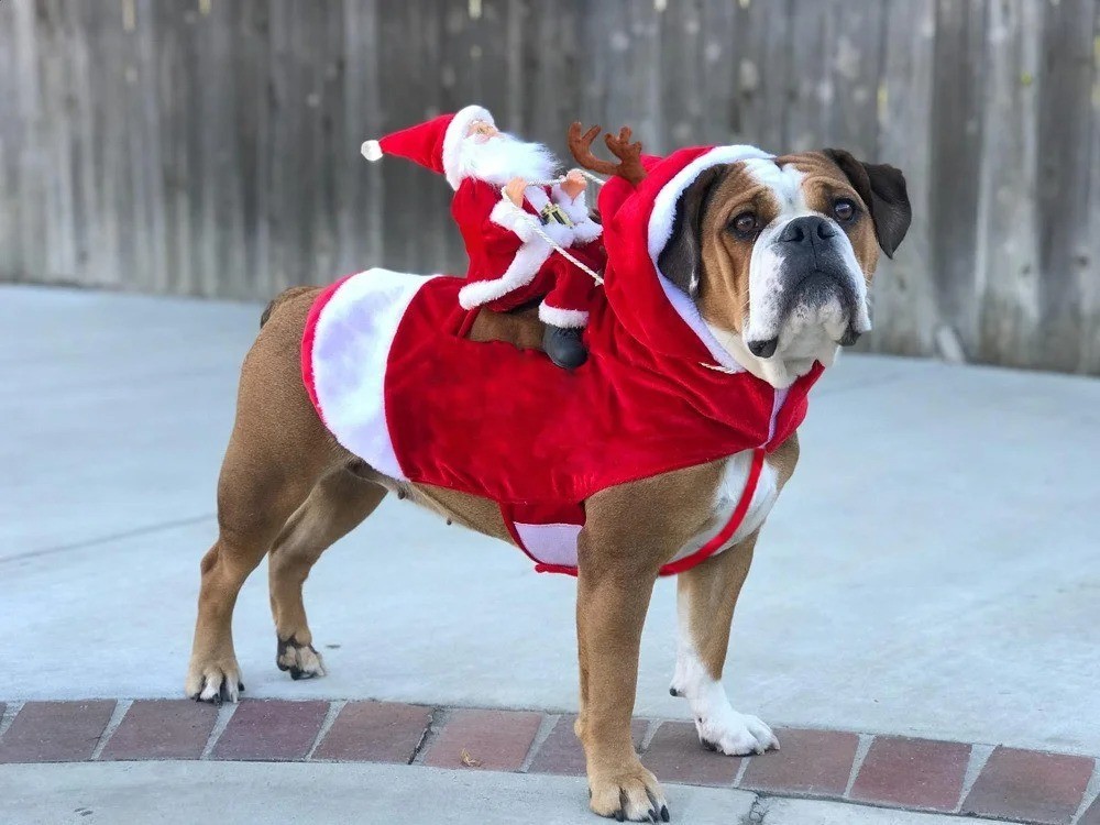

Новогодний костюм для собак DogClub L Santa