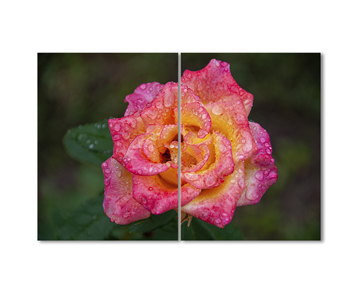 

Модульная картина Artel «Кораллово-оранжевая роза с каплями росы» 2 модуля 60x90 см