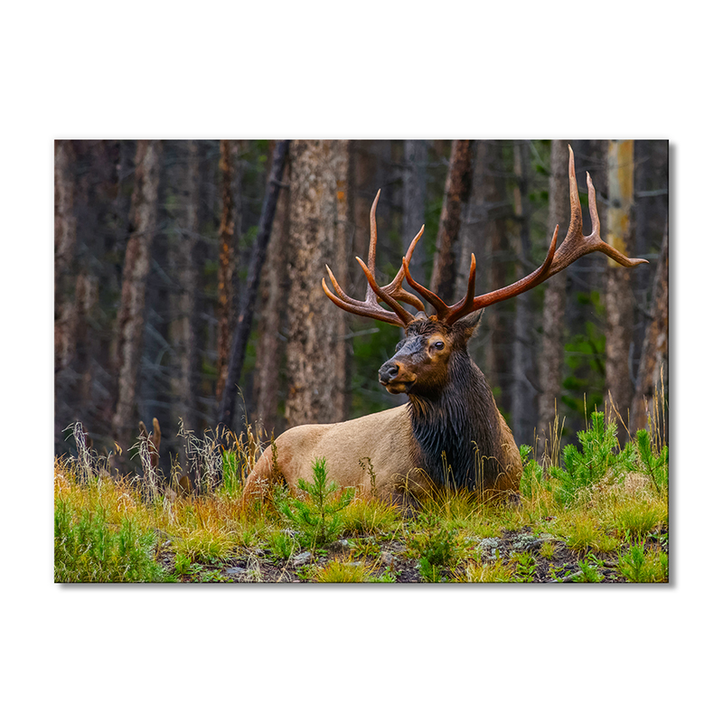 

Модульная картина Artel «Изящный олень» 1 модуль 70x105 см