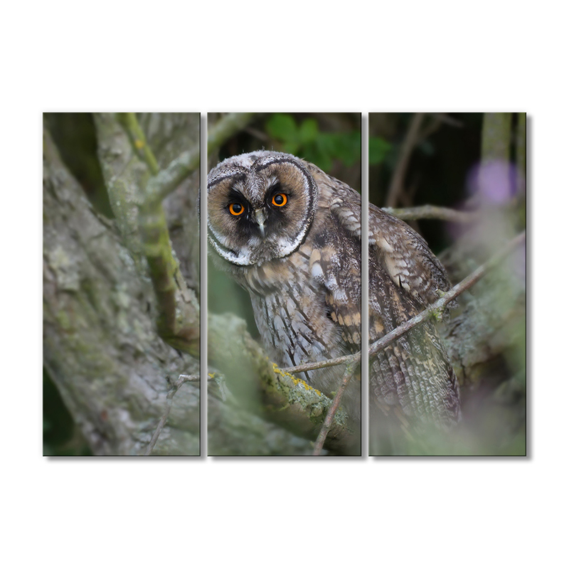 

Модульная картина Artel «Западная сова» 3 модуля 70x105 см