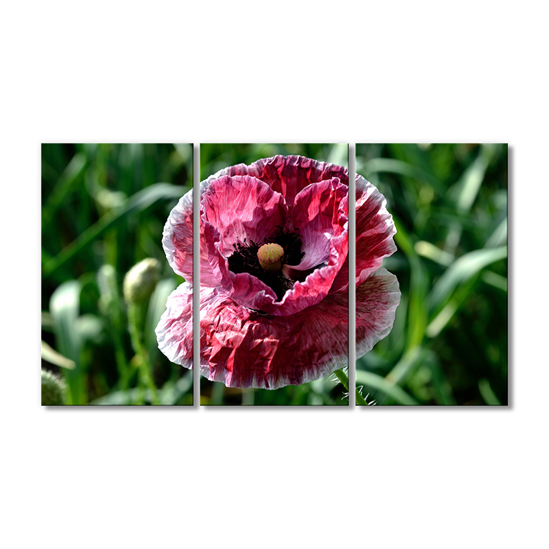 

Модульная картина Artel «Мак необычный» 3 модуля 50x75 см