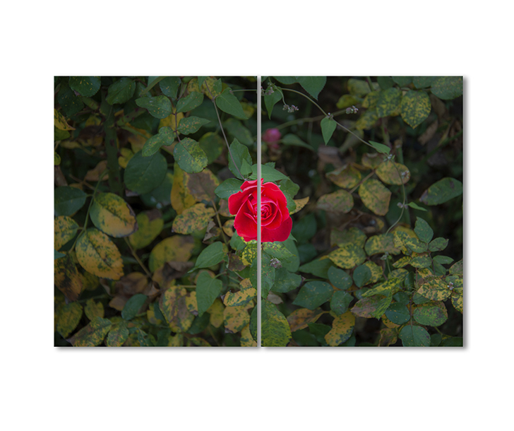 

Модульная картина Artel «Маленькая алая розочка» 2 модуля 80x120 см