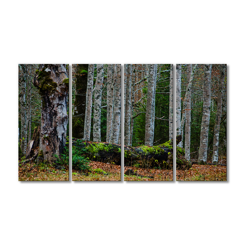 

Модульная картина Artel «Лесные деревья мох» 4 модуля 80x120 см