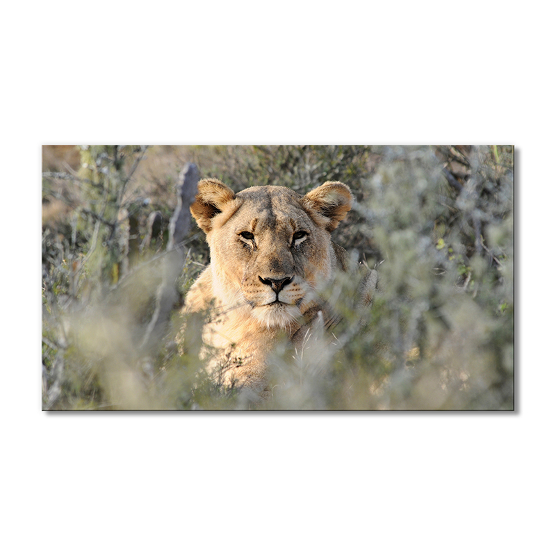 

Модульная картина Artel «Львица на охоте» 1 модуль 80x120 см