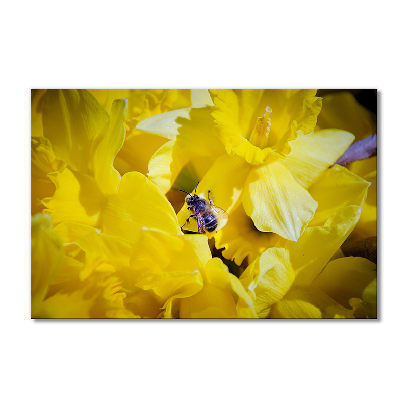 

Модульная картина Artel «Насекомое на цветах» 1 модуль 80x120 см