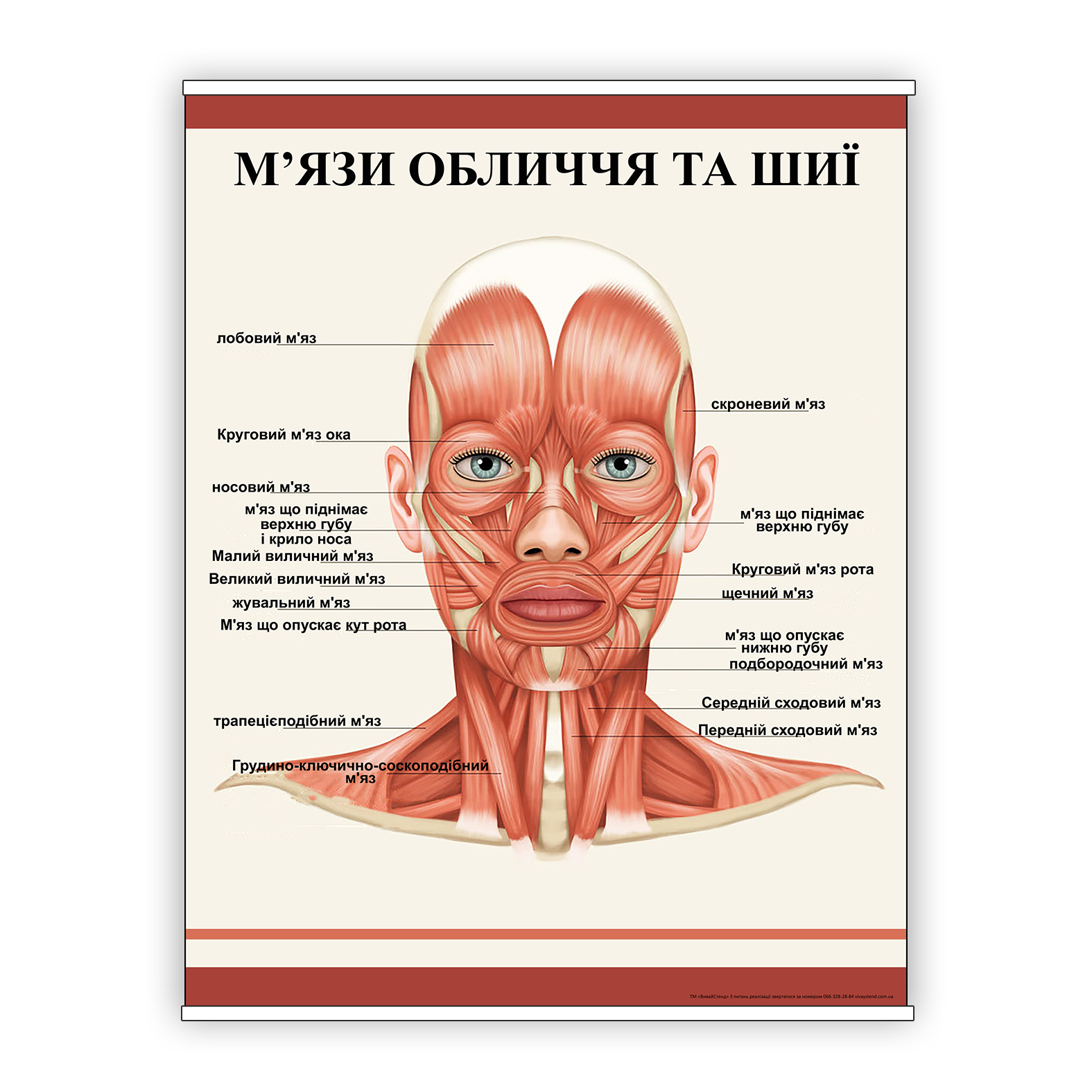 

Плакат Beauty Special “М'язи обличчя та шиї” А1 (8920)