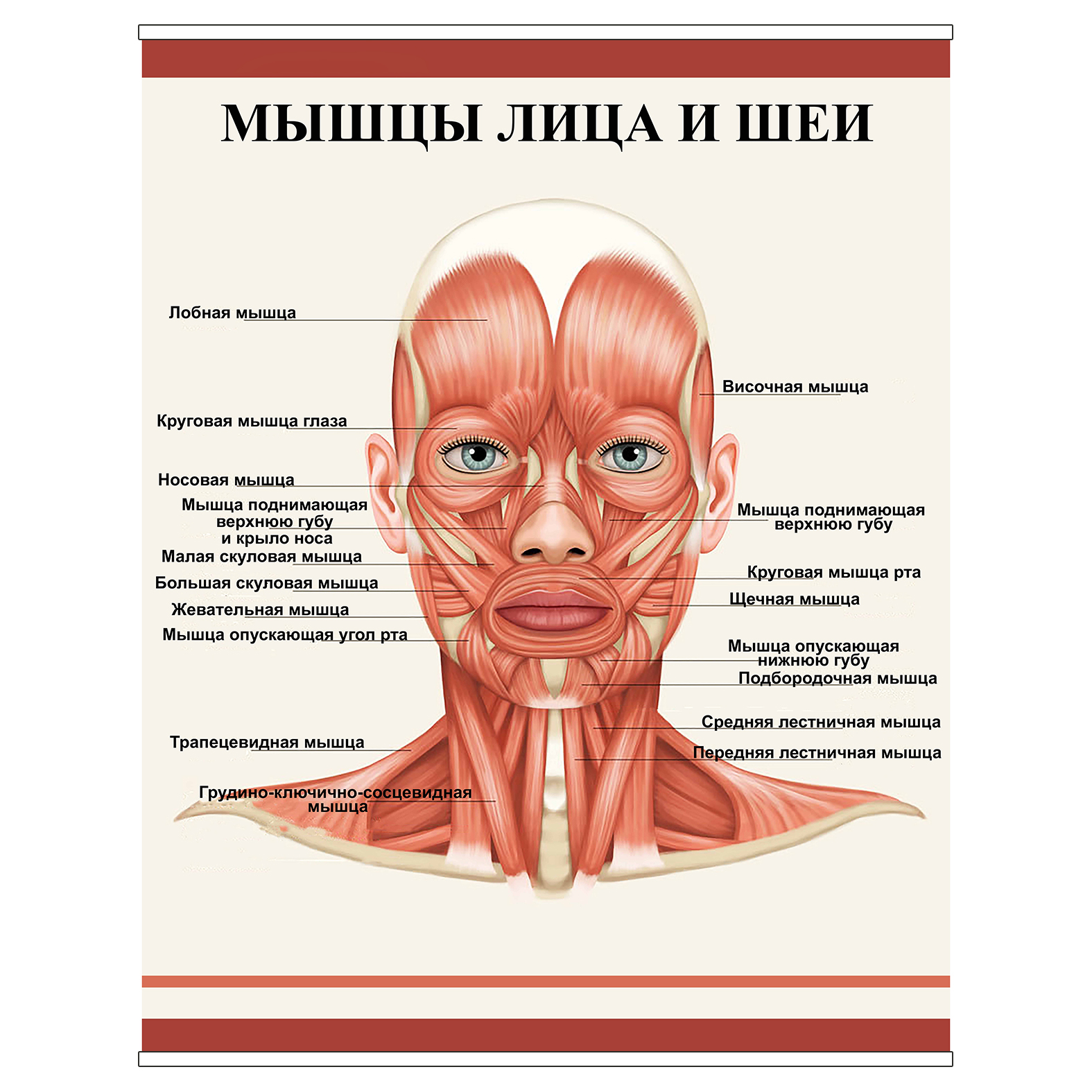 

Плакат Beauty Special “Мышцы лица и шеи” А0 (8927)
