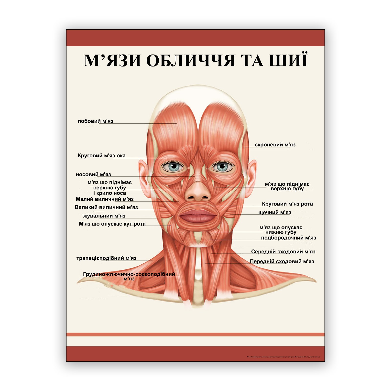 

Плакат Beauty Special “М’язи обличчя та шиї” А0 (a8224c-25357-3)