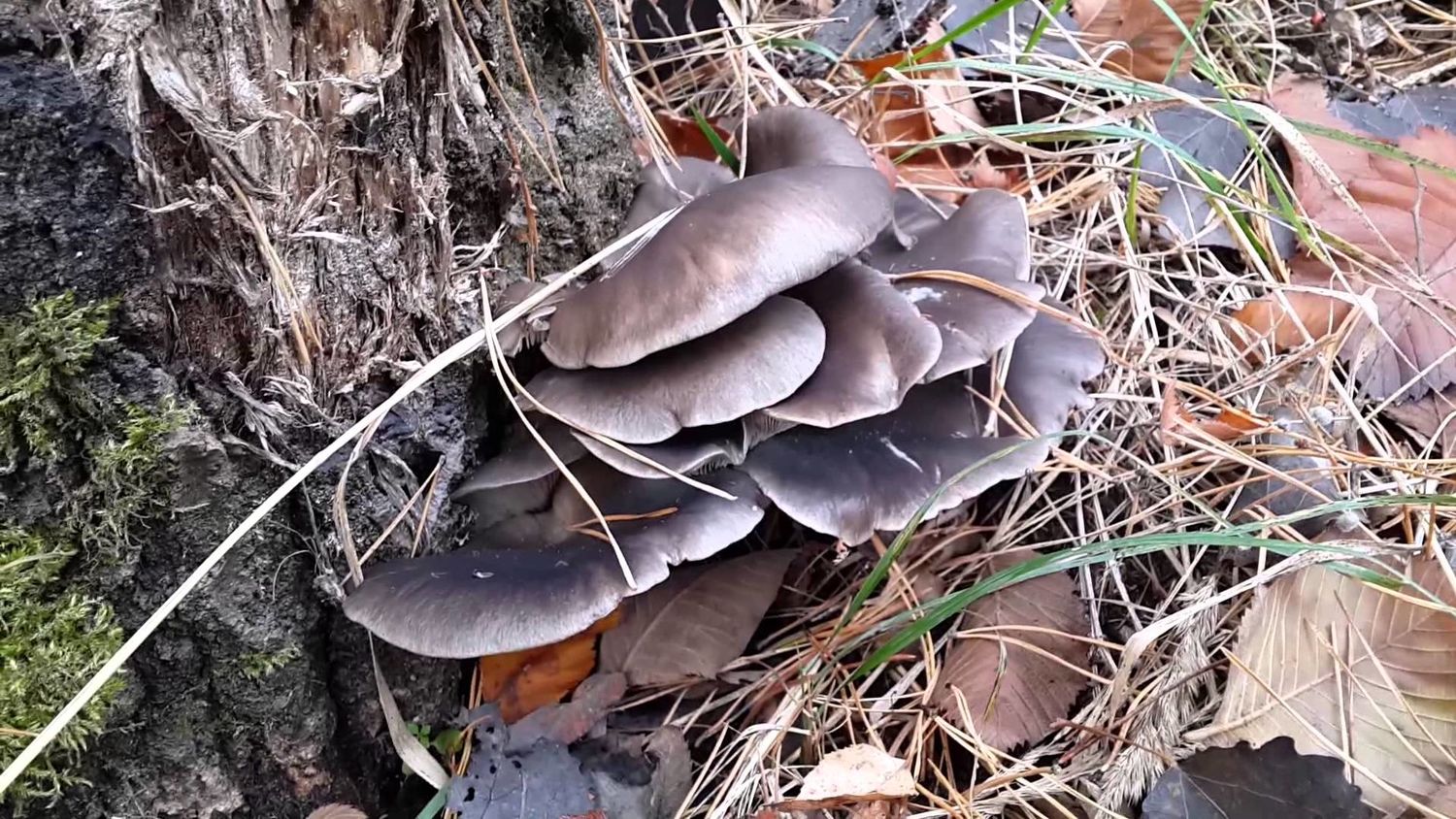 Мицелий на брусочках Вешенка лимонная-желтая, Pleurotus citrinopileatus –  фото, отзывы, характеристики в интернет-магазине ROZETKA от продавца:  Mycelium Trade | Купить в Украине: Киеве, Харькове, Днепре, Одессе,  Запорожье, Львове