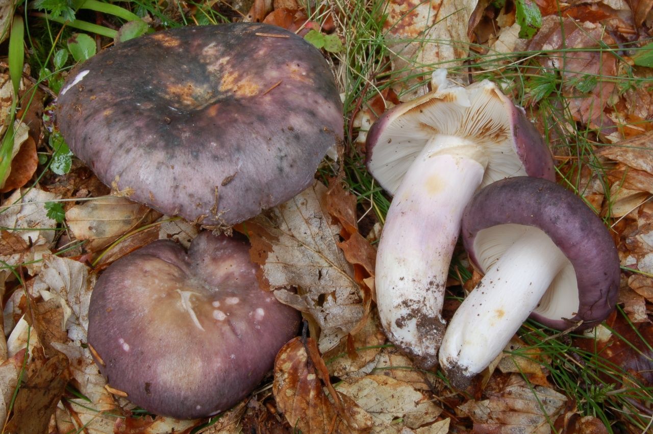 Мицелий Сыроежки сине-жёлтой, Russula cyanoxantha 100 г – фото, отзывы,  характеристики в интернет-магазине ROZETKA от продавца: Mycelium Trade |  Купить в Украине: Киеве, Харькове, Днепре, Одессе, Запорожье, Львове