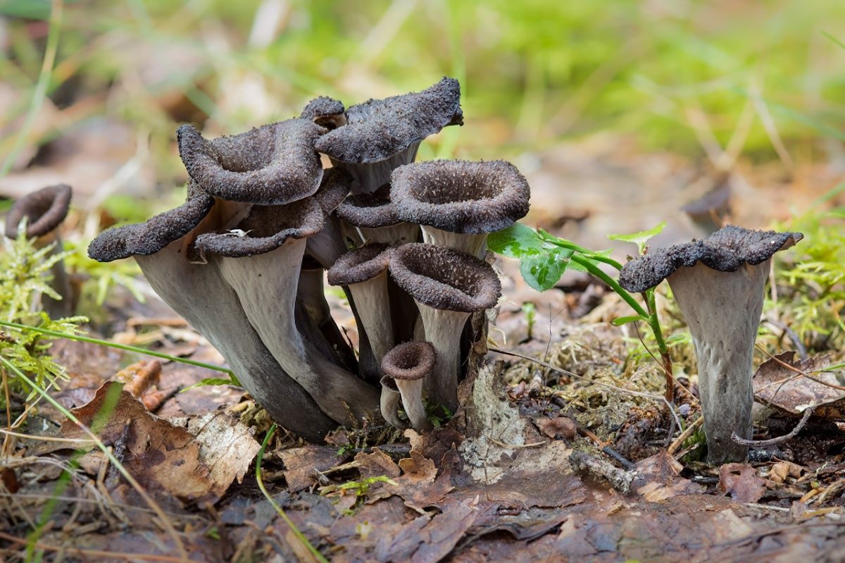 Мицелий Лисички серой, Craterellus cornukopioides 100 г – фото, отзывы,  характеристики в интернет-магазине ROZETKA от продавца: Mycelium Trade |  Купить в Украине: Киеве, Харькове, Днепре, Одессе, Запорожье, Львове