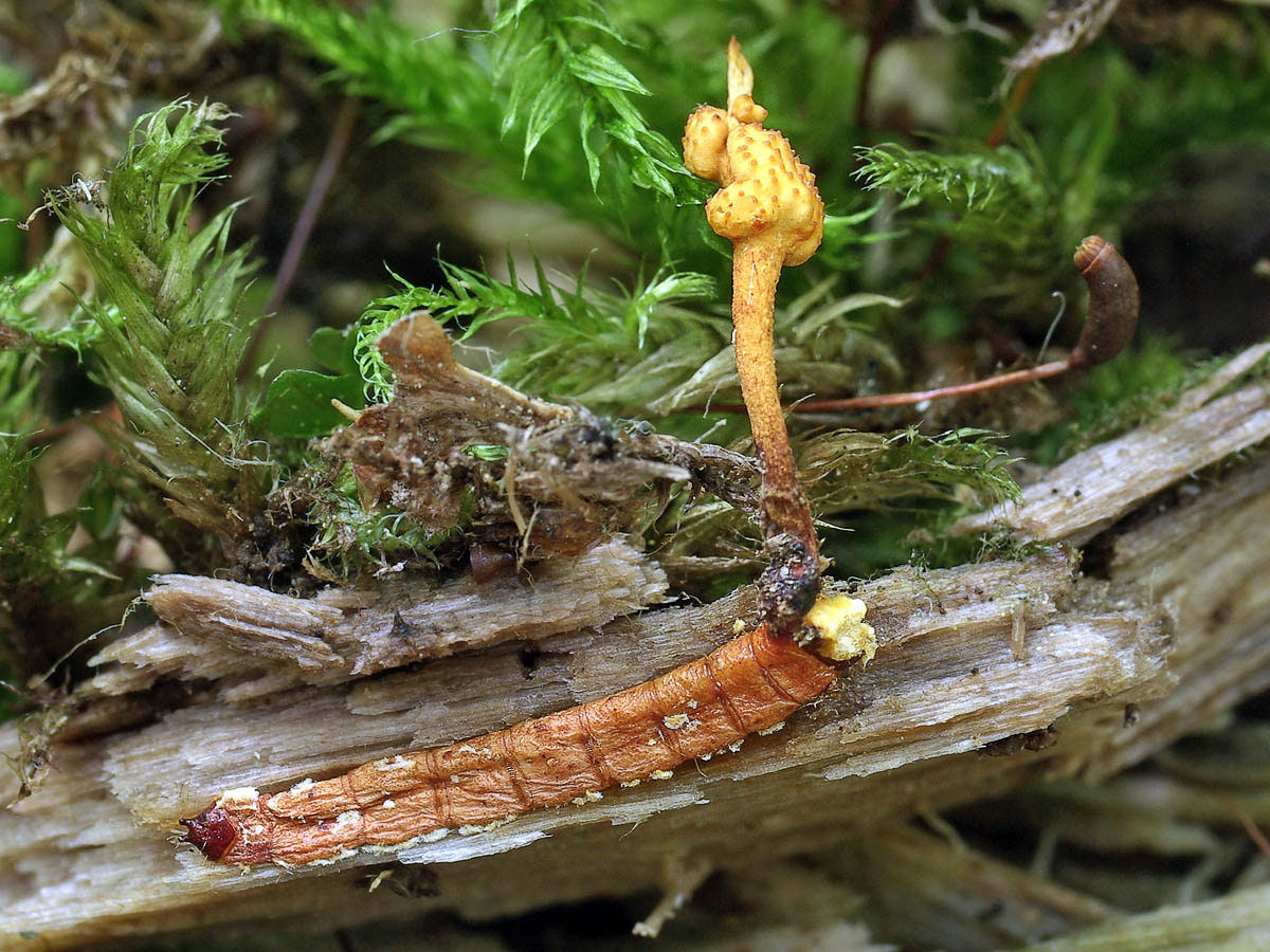 Мицелий Кордицепса изменчивого, Cordyceps variabilis 100 г – фото, отзывы,  характеристики в интернет-магазине ROZETKA от продавца: Mycelium Trade |  Купить в Украине: Киеве, Харькове, Днепре, Одессе, Запорожье, Львове