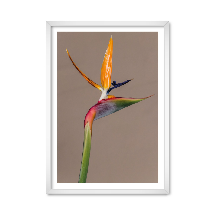 

Постер "Bird of Paradise" с антибликовым стеклом 29.7 x 42 см в белой рамке