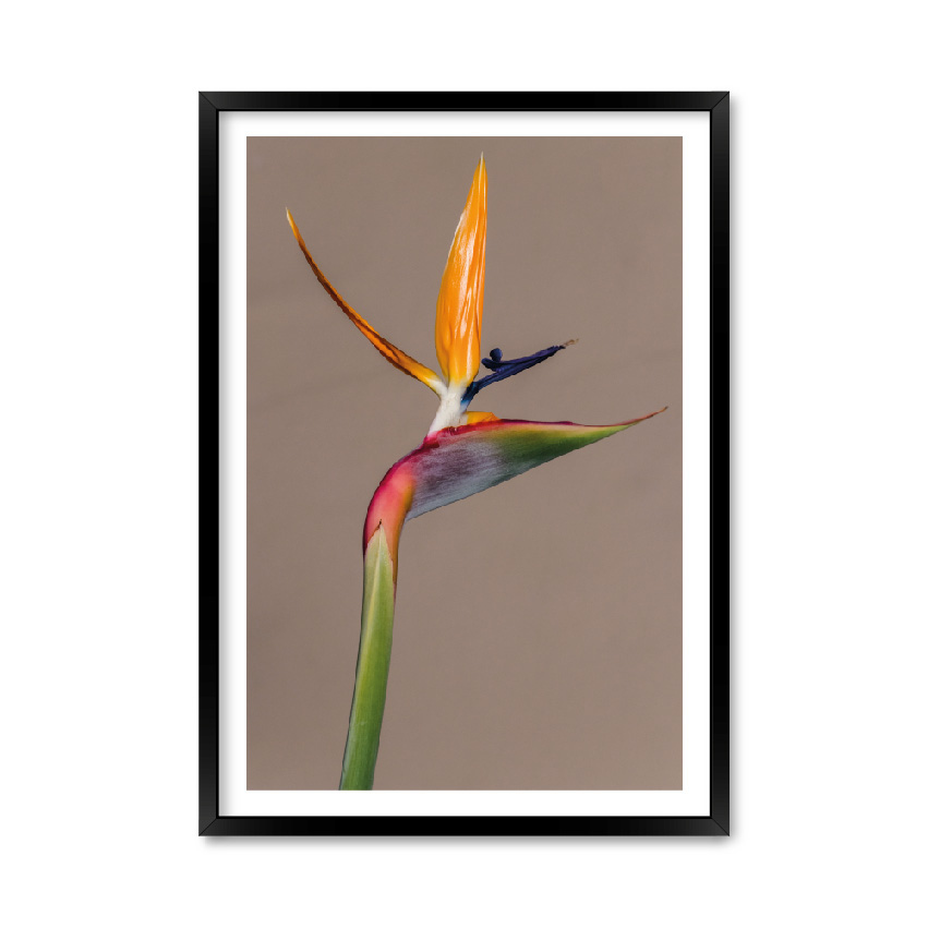 

Постер "Bird of Paradise" с антибликовым стеклом 42 x 59.4 см в чёрной рамке