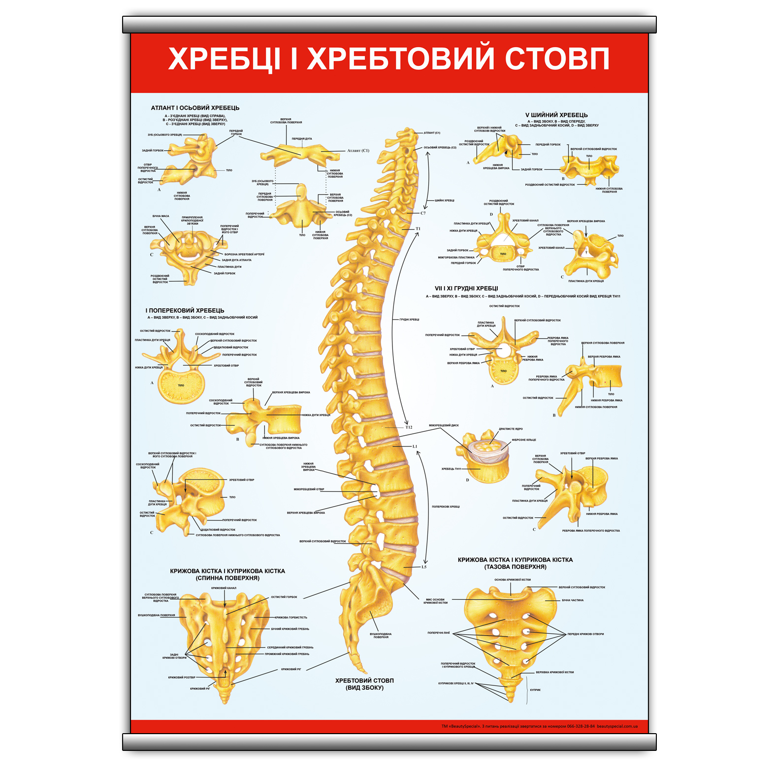 

Плакат Beauty Special "Хребці і хребтовий стовп" с планкой А0 (8931)