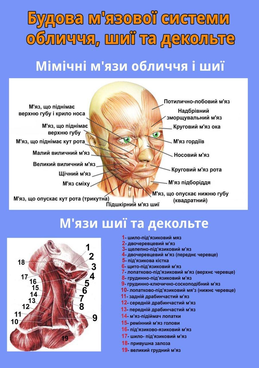 

Плакат Beauty Special Будова м'язової системи обличчя шиї та декольте А3 (4349)