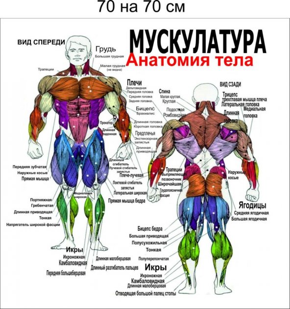 

Плакат Beauty Special Мускулатура Анатомия тела 70x70 см (4167)