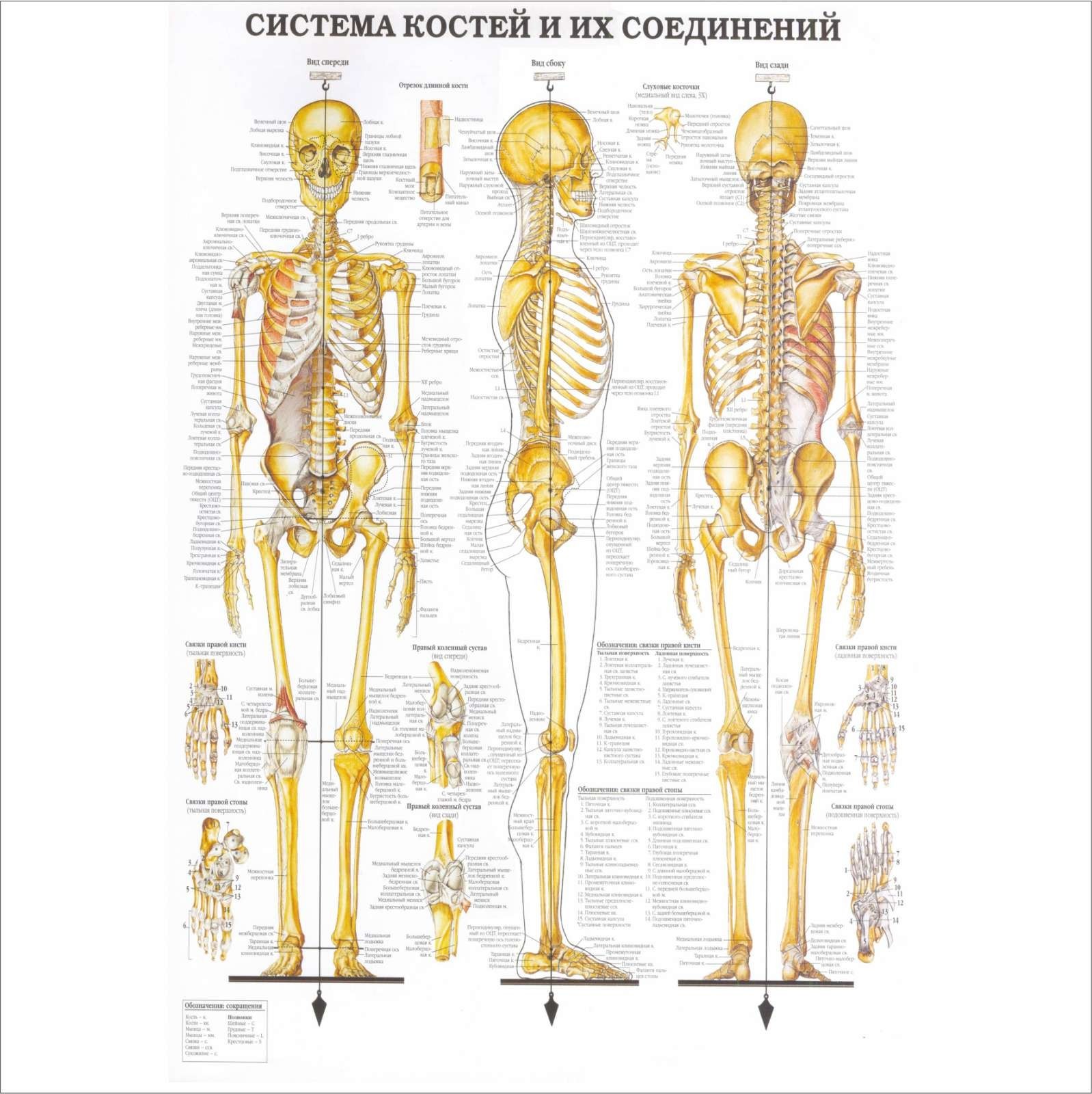 Система костей. Система костей и их соединений. Система костей и их соединений плакат. Костная система вид спереди. Стенд система костей и их соединений вектор.