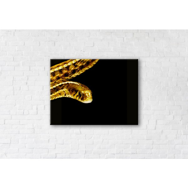 

Картина на холсте прямоугольная I-Art Golden Snake 45x60см