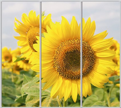 

Шкаф купе Luxe Studio Стандарт-1 Фотопечать Природа-197 2300x2300x600 трехдверный