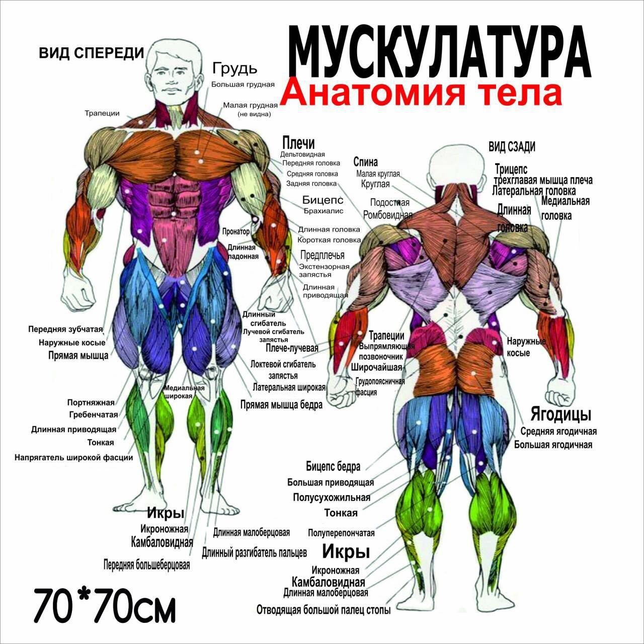 

Плакат Beauty Special Мускулатура. Анатомия тела 70x70 см (4683)