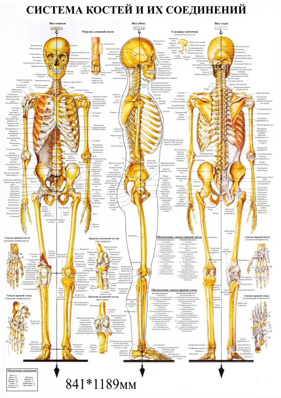 

Плакат Beauty Special Система костей и их соединений А0 (4690)