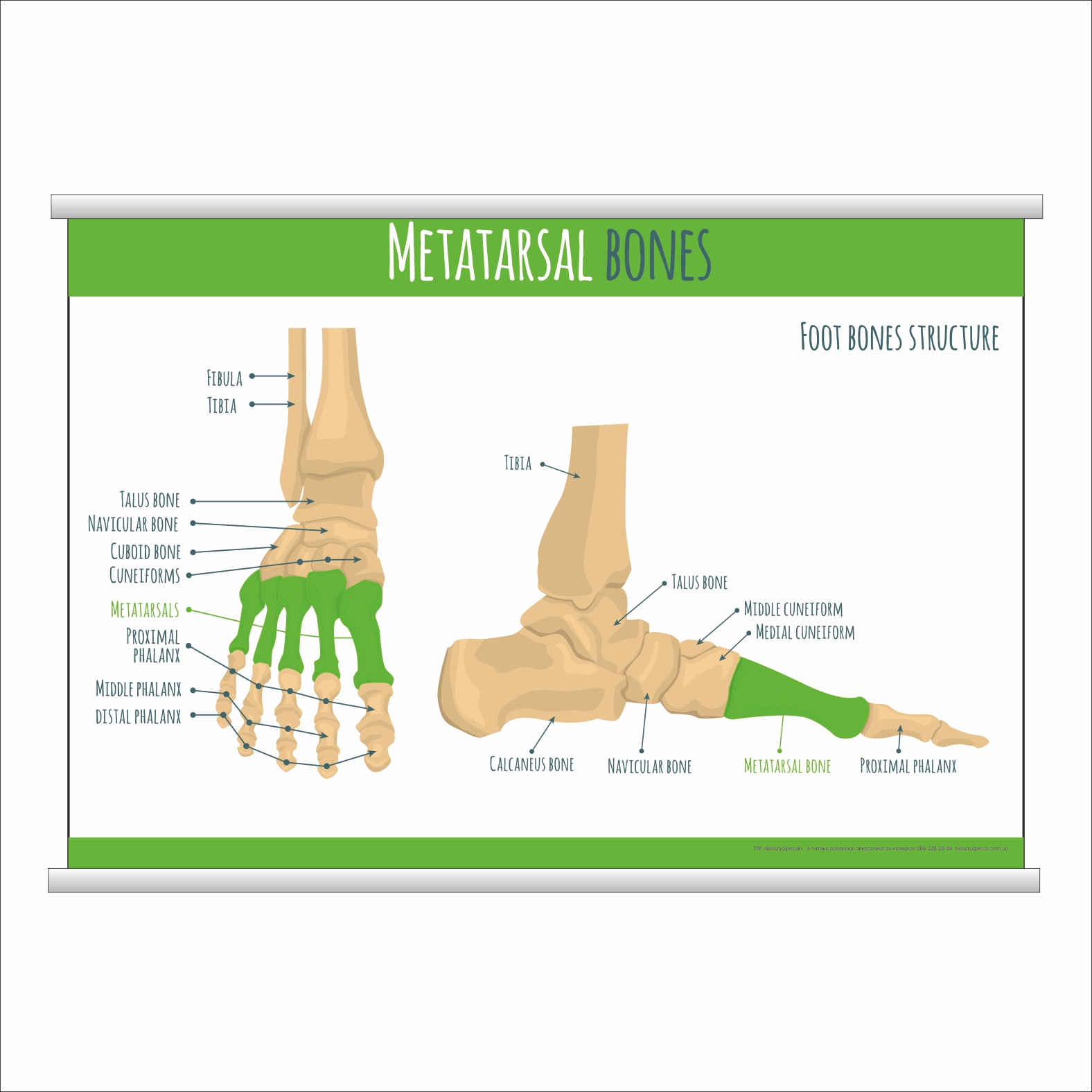 

Плакат Beauty Special "Metatarsal bones" с планкой А0 (9015)