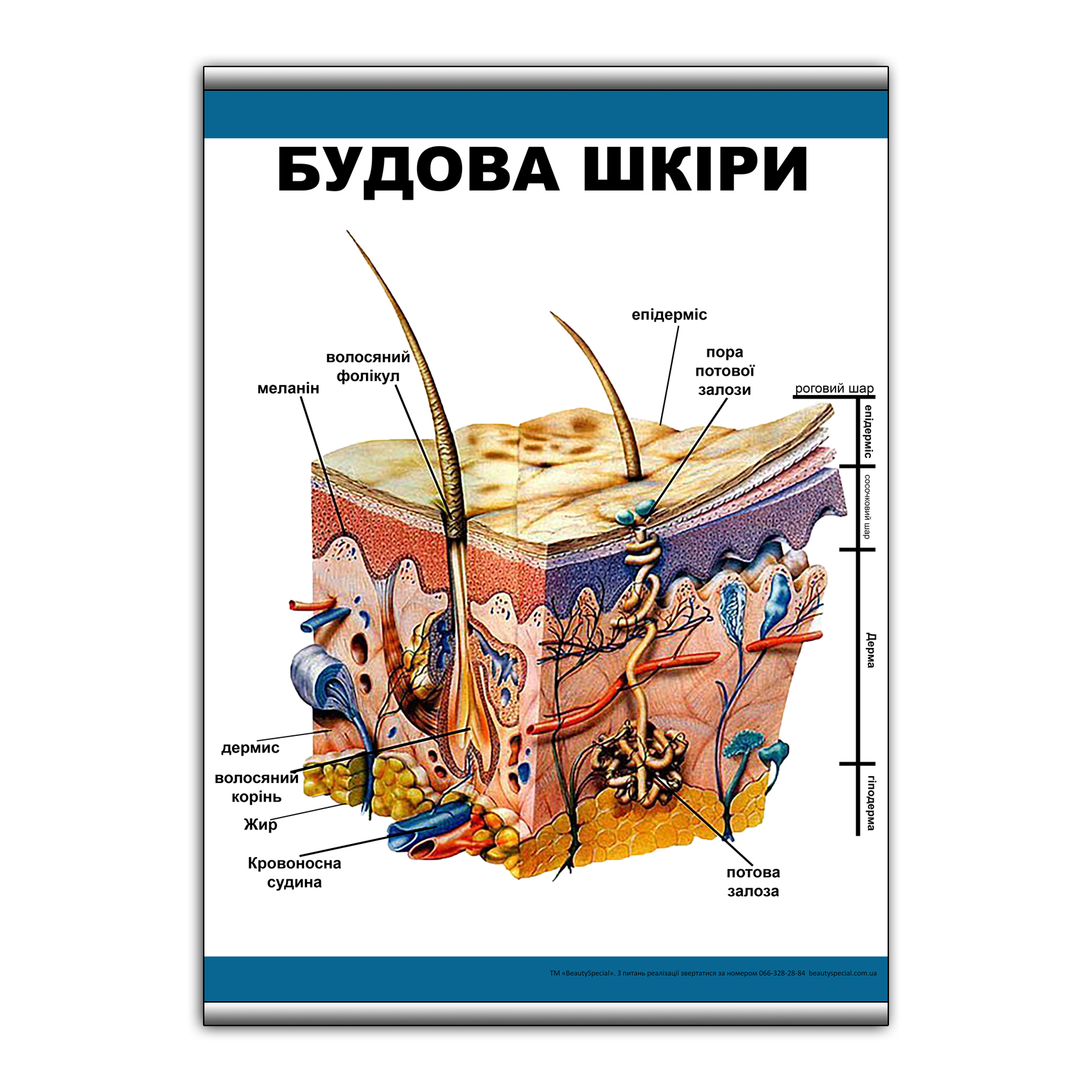 

Плакат Beauty Special "Будова шкіри" с планкой А0 (9099)