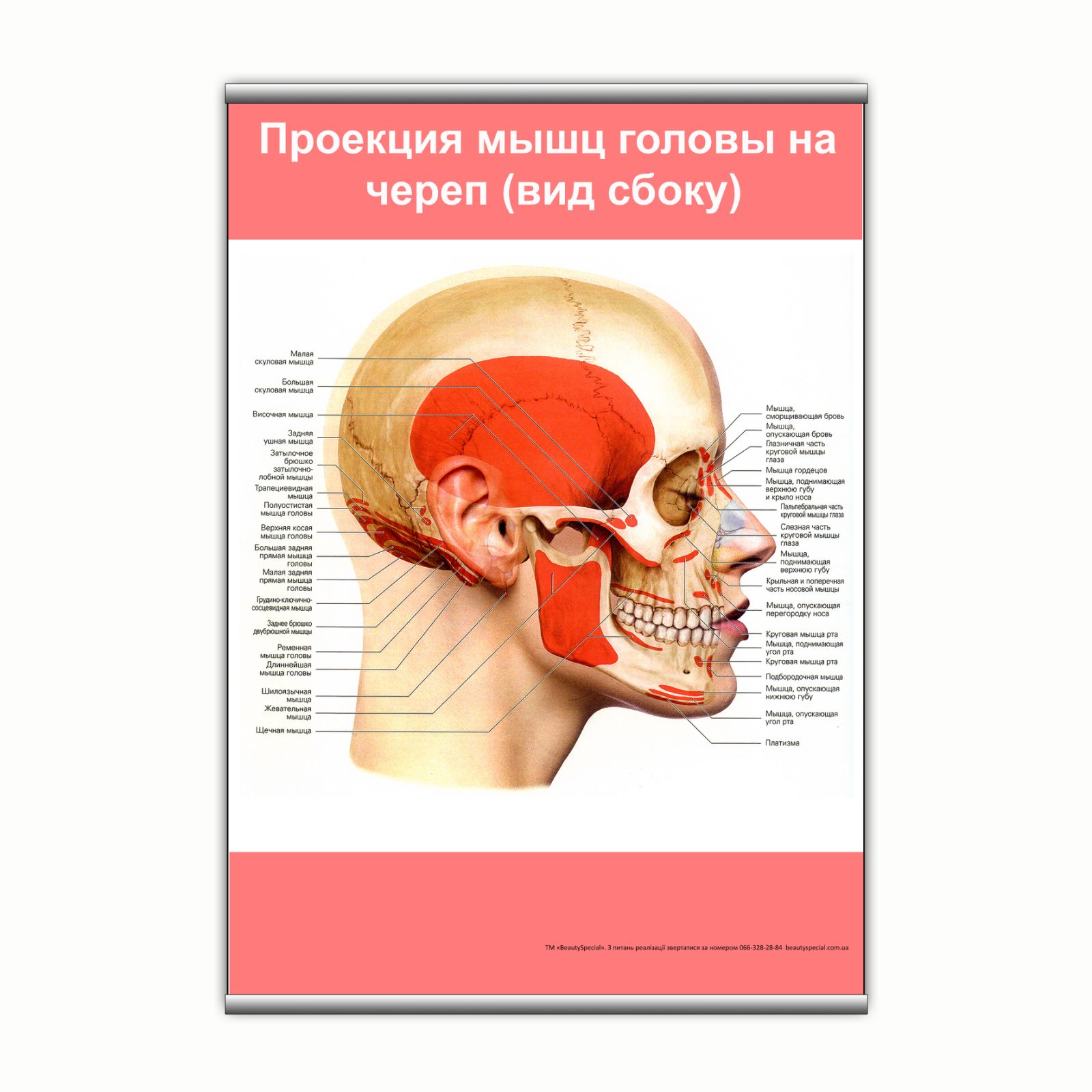 

Плакат Beauty Special "Проекция мышц головы на череп (вид сбоку)" с планкой А0 (9143)