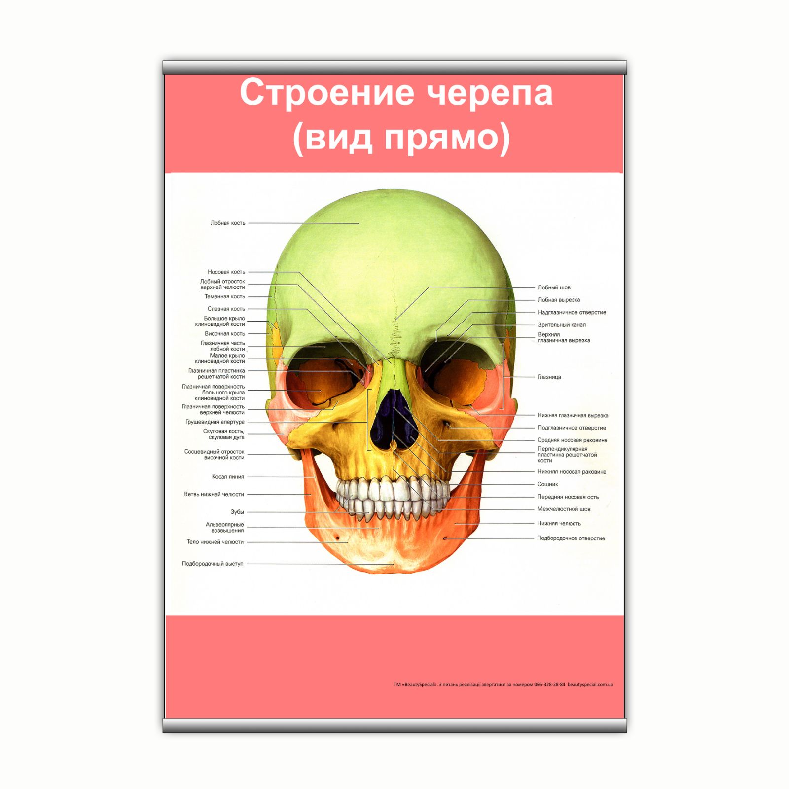 

Плакат Beauty Special "Строение черепа (вид прямо)" с планкой А0 (9119)