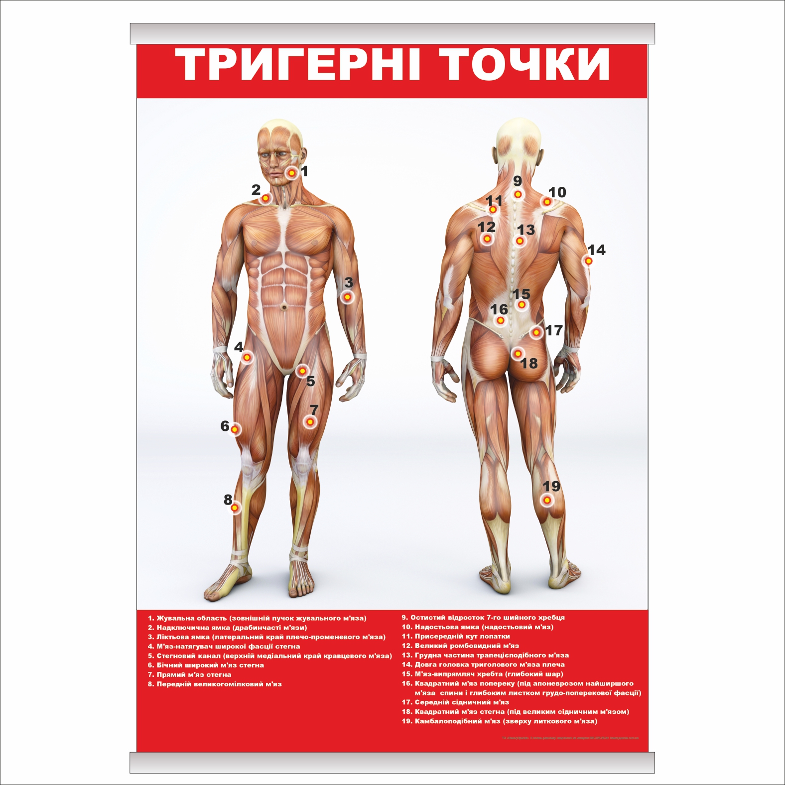 

Плакат Beauty Special "Тригерні точки" с планкой А0 (9183)
