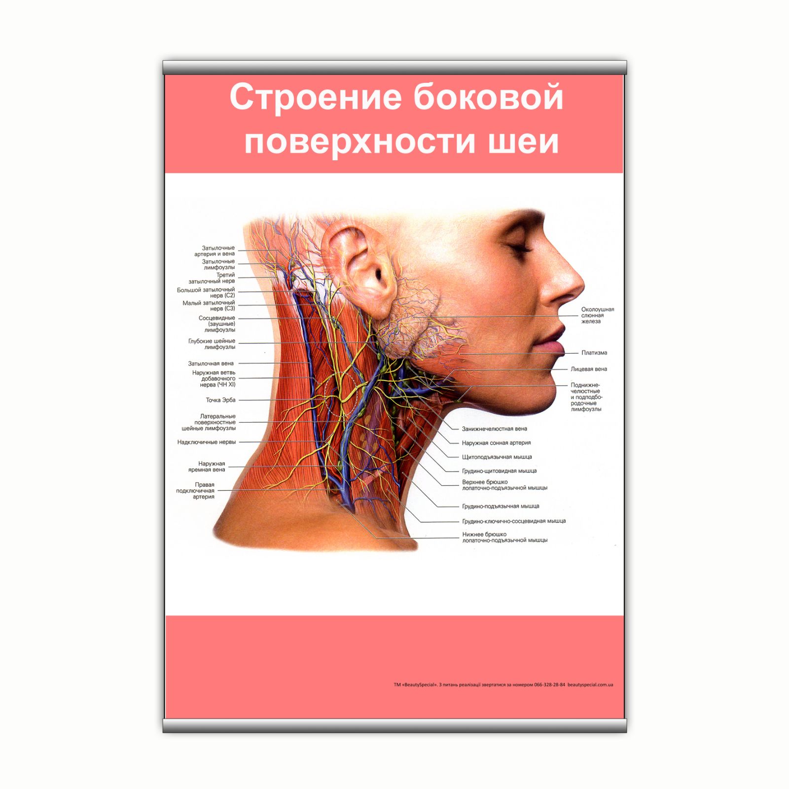 

Плакат Beauty Special "Строение боковой поверхности шеи" с планкой А0 (9123)