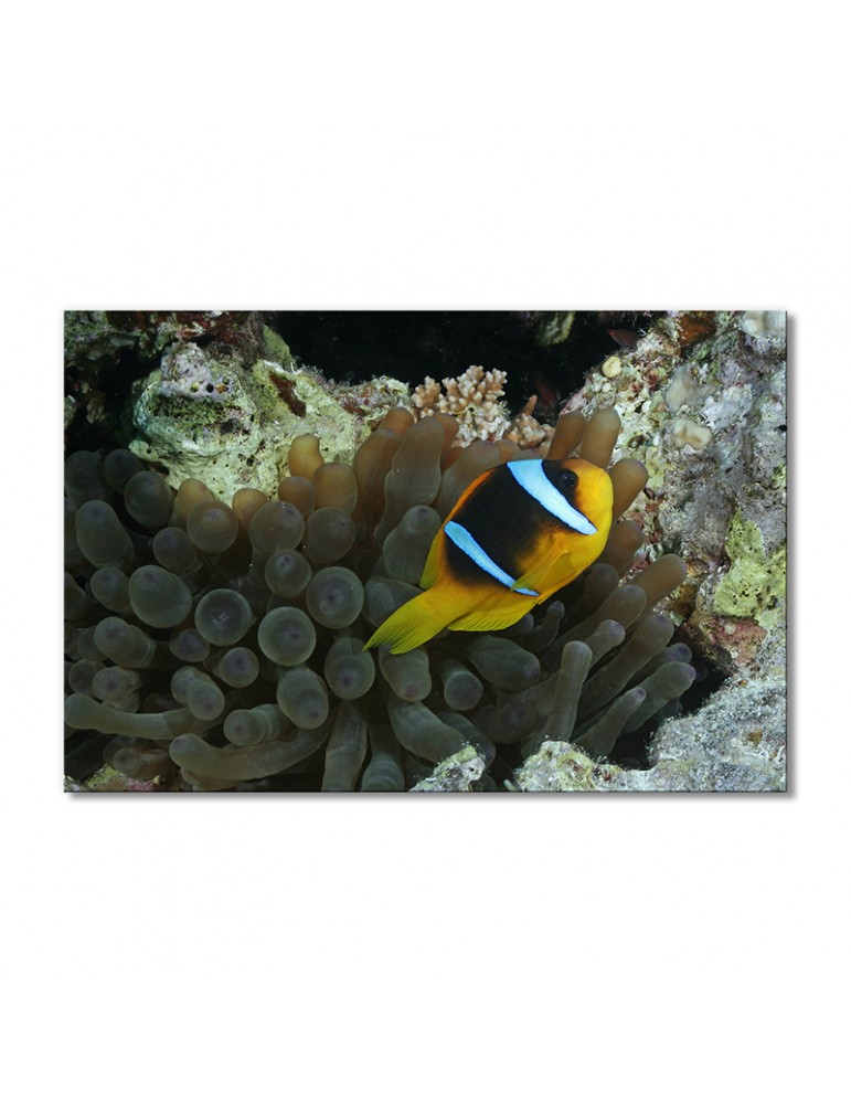 

Модульная картина Artel «Рыба-клоун в кораллах» 1 модуль 70x105 см