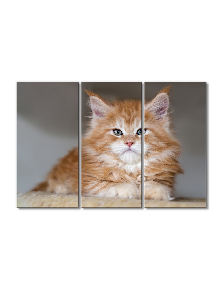 

Модульная картина Artel «Рыжий котенок мейн-кун» 3 модуля 80x120 см