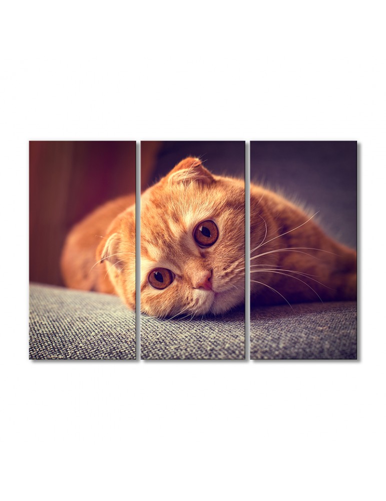 

Модульная картина Artel «Рыжий котик скоттиш-фолд» 3 модуля 80x120 см