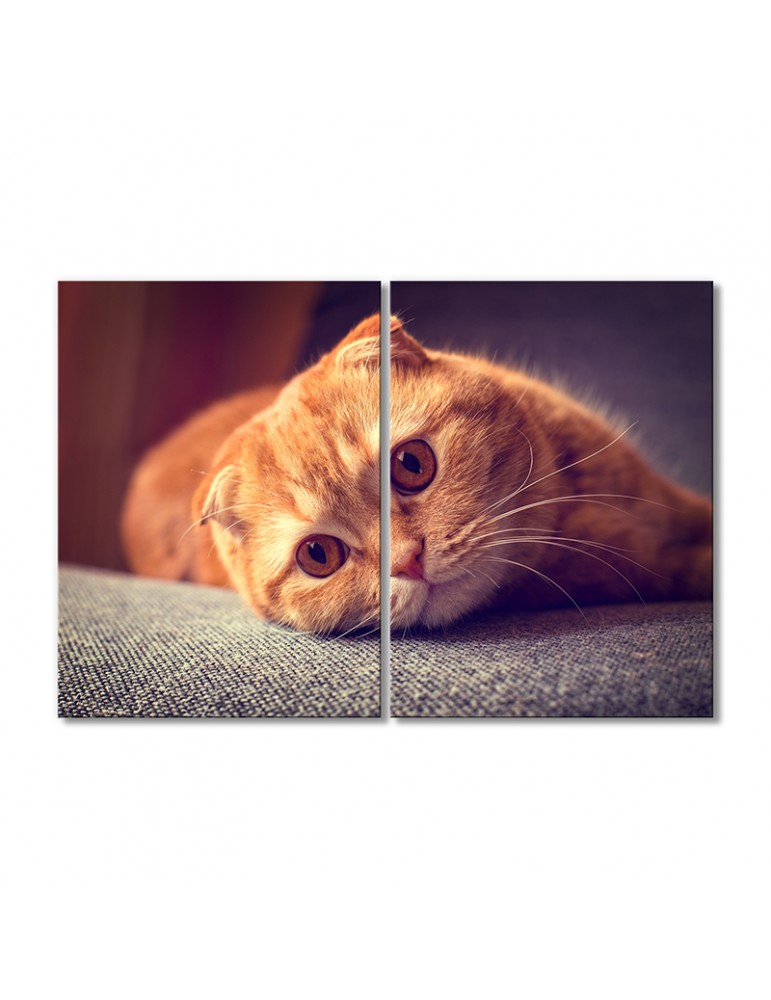 

Модульная картина Artel «Рыжий котик скоттиш-фолд» 2 модуля 70x105 см
