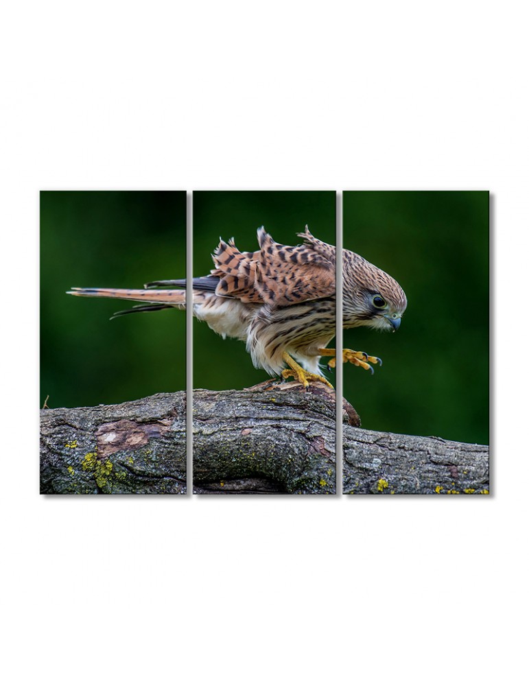 

Модульная картина Artel «Сокол» 3 модуля 120x180 см