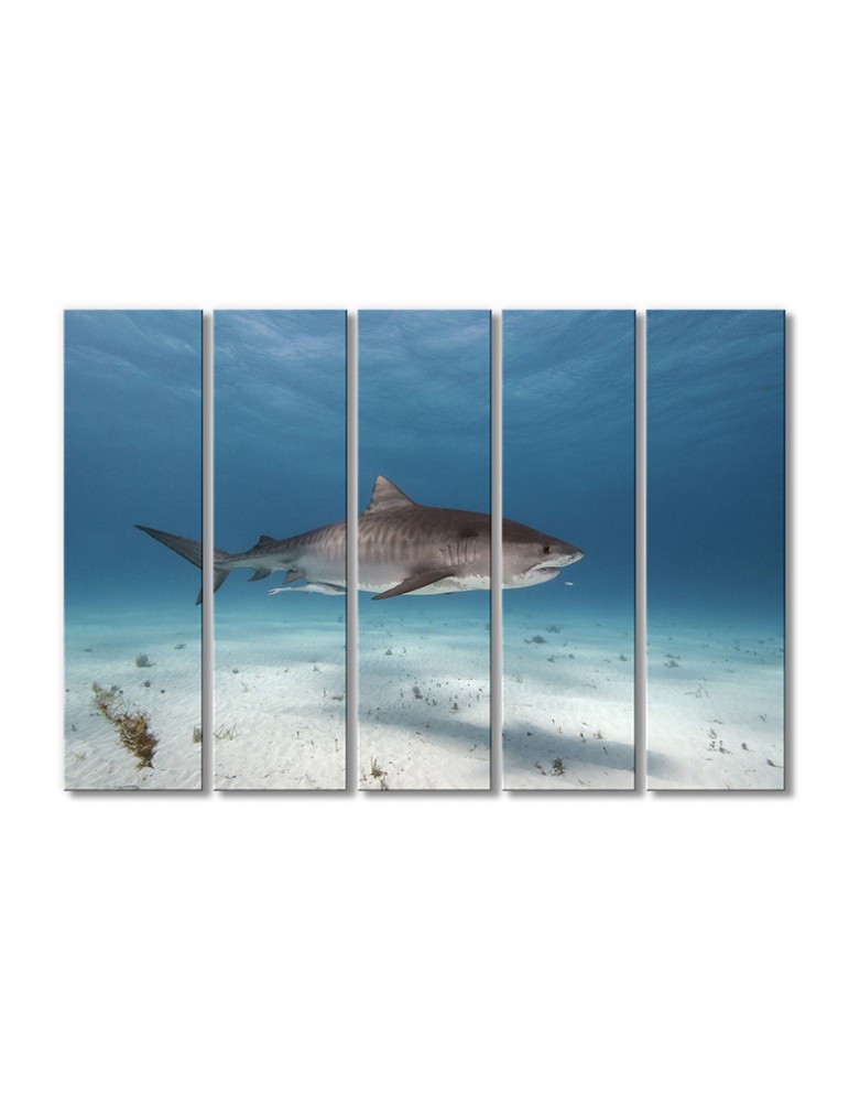 

Модульная картина Artel «Тигровая акула» 5 модулей 70x105 см