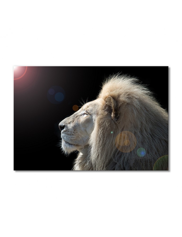 

Модульная картина Artel «Царь царей - белый лев» 1 модуль 70x105 см