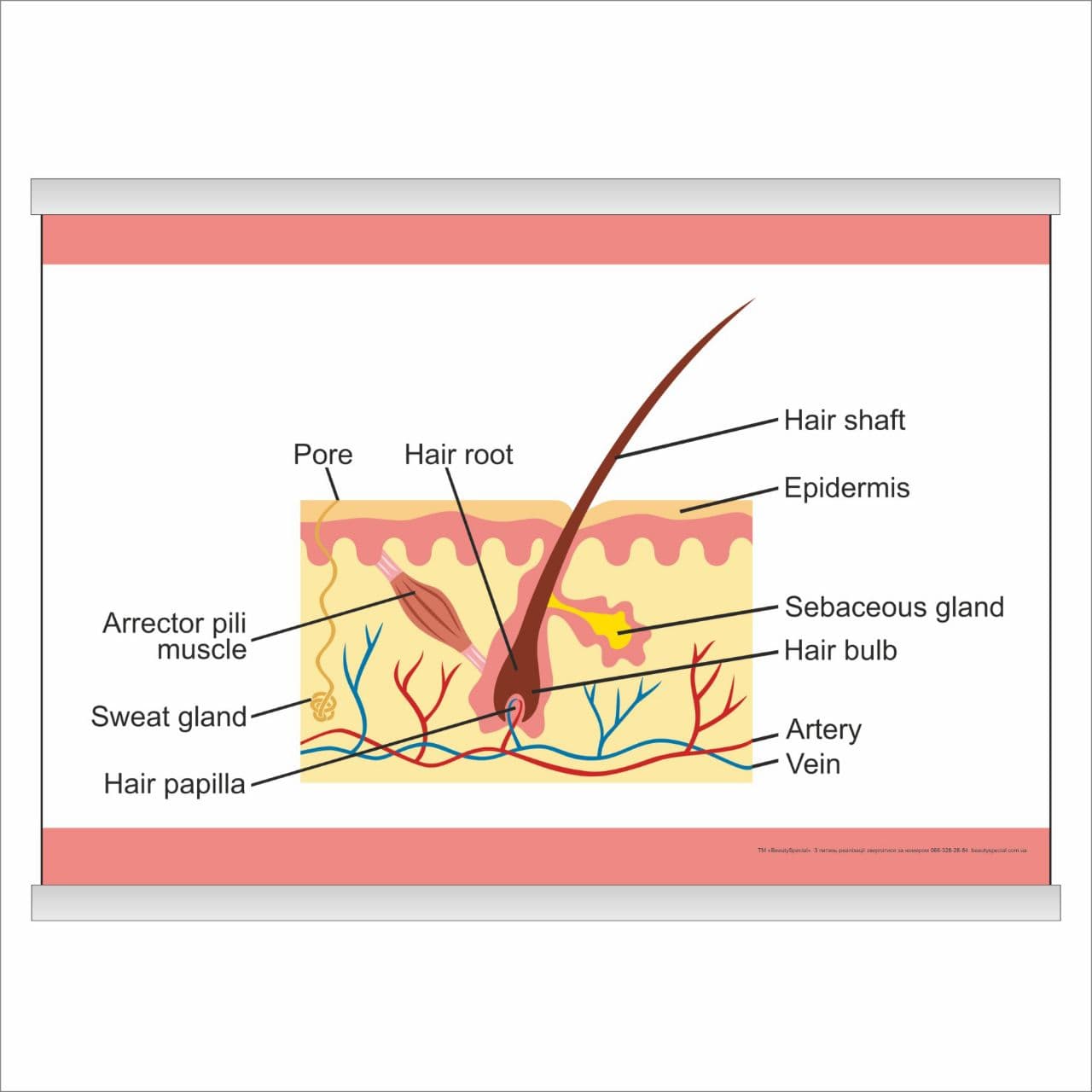 

Плакат Beauty Special “Structure of the hair” с планкой А0 (9460)