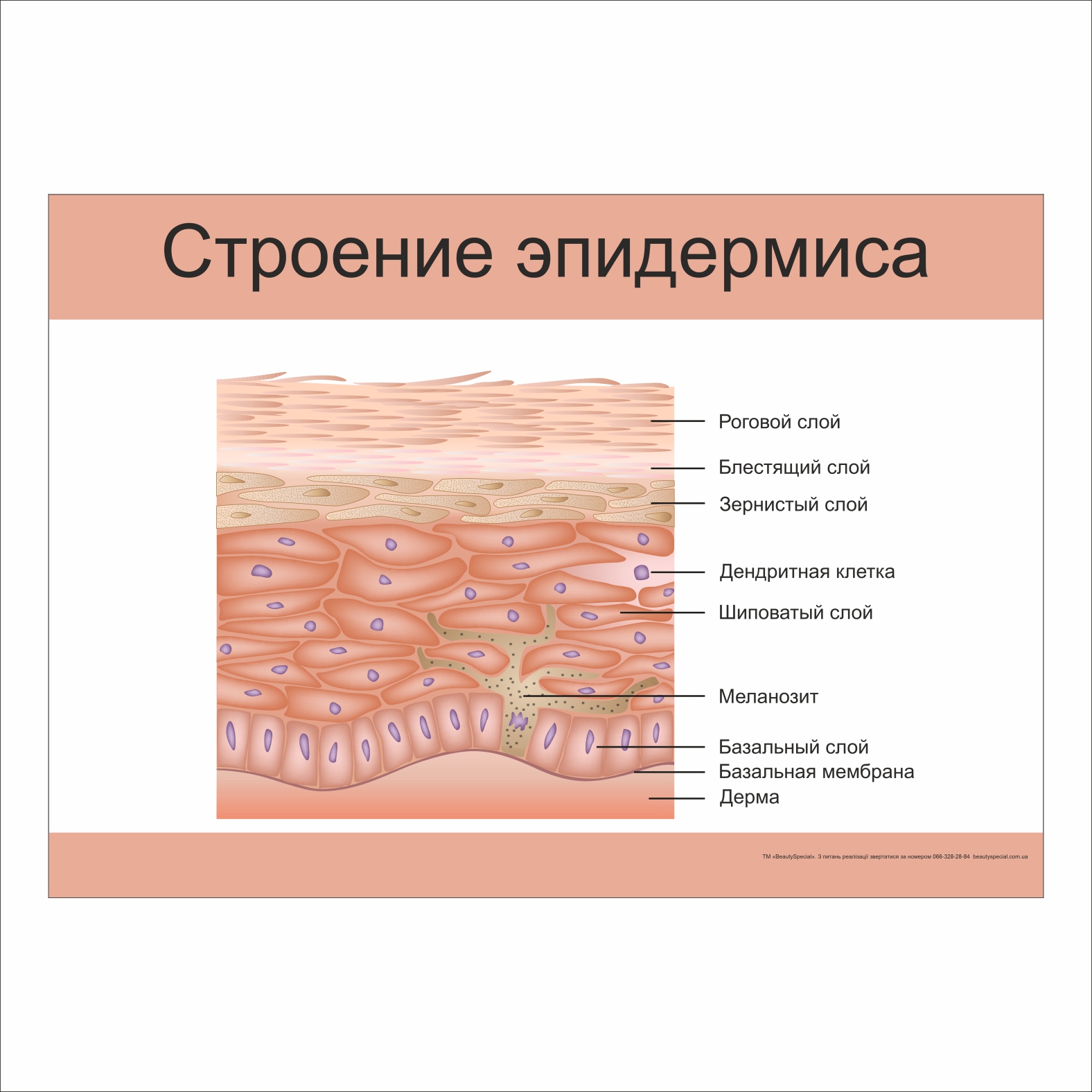 

Плакат Beauty Special “Строение эпидермиса” А0 (9325)