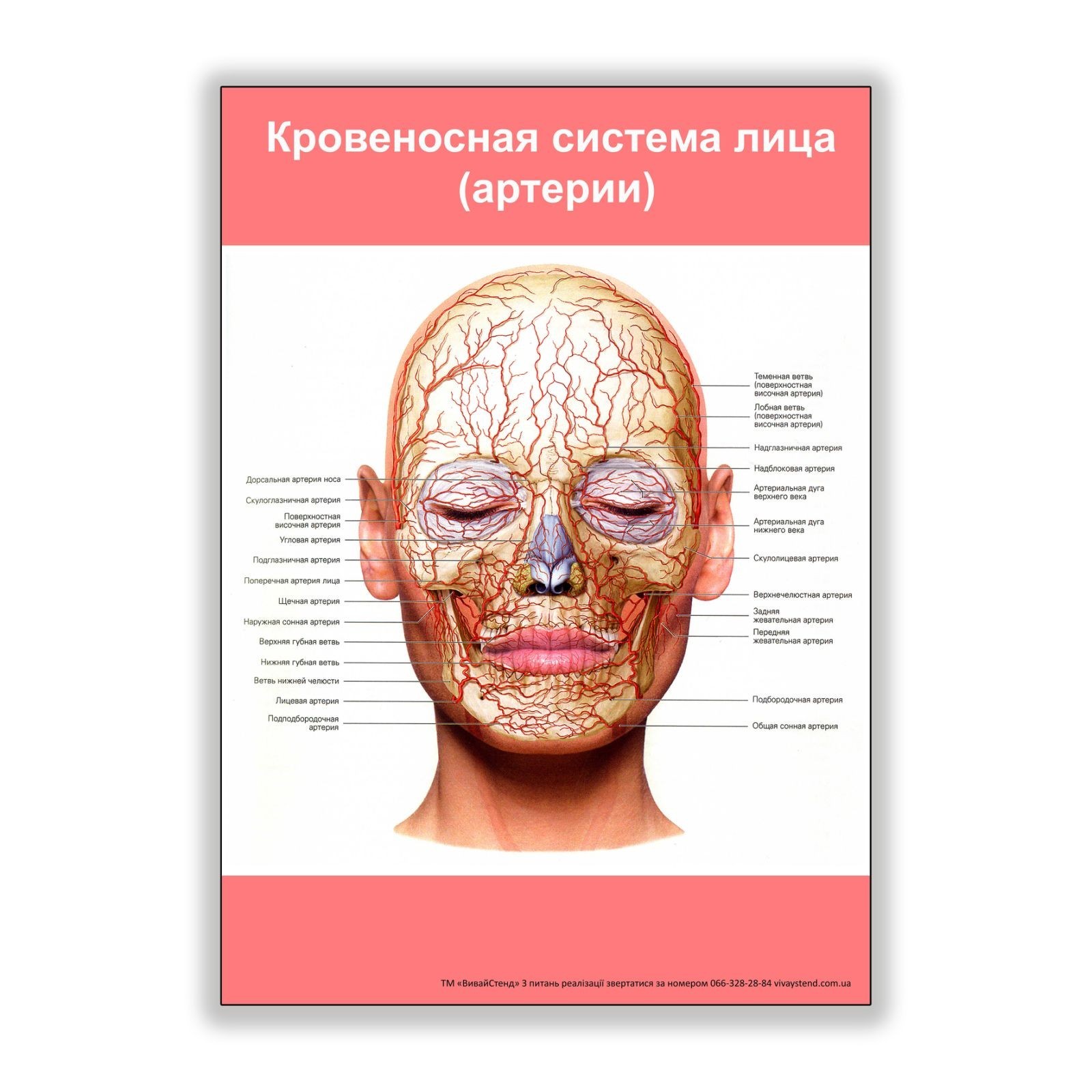 

Плакат Beauty Special Кровеносная система лица (артерии) А1 (8190)