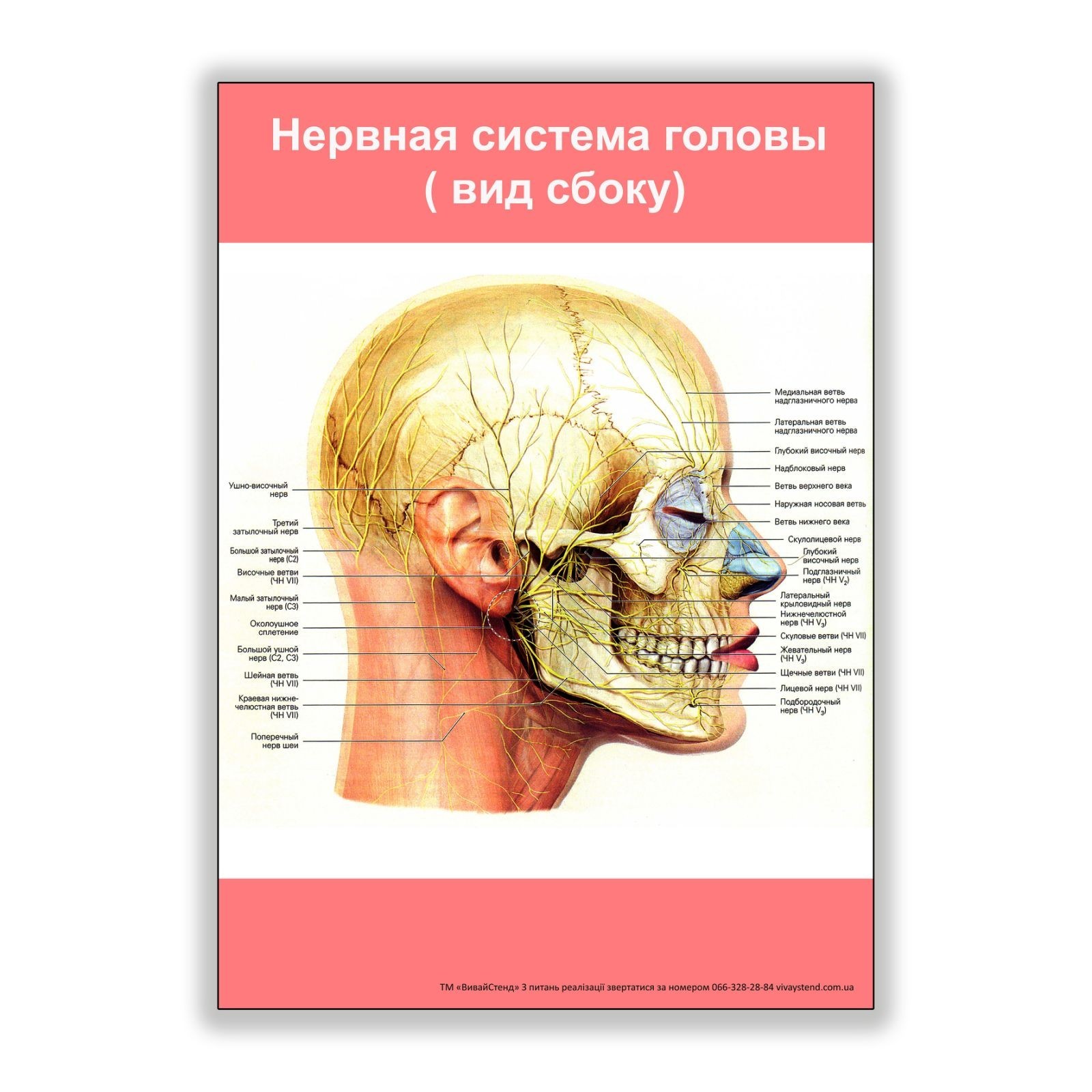 

Плакат Beauty Special Нервная система головы (вид сбоку) А0 (8133)