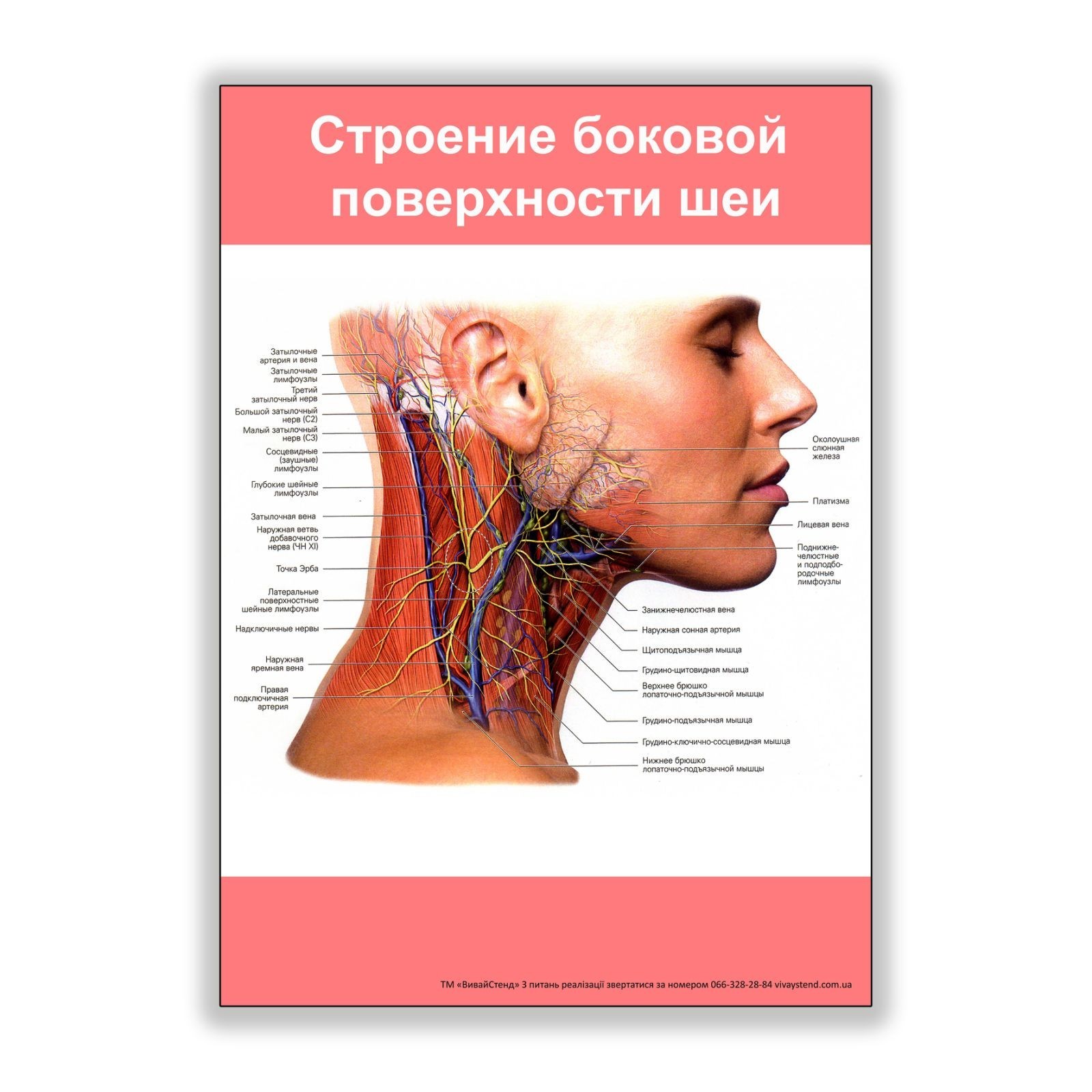 

Плакат Beauty Special Строение боковой поверхности шеи А3 (8152)