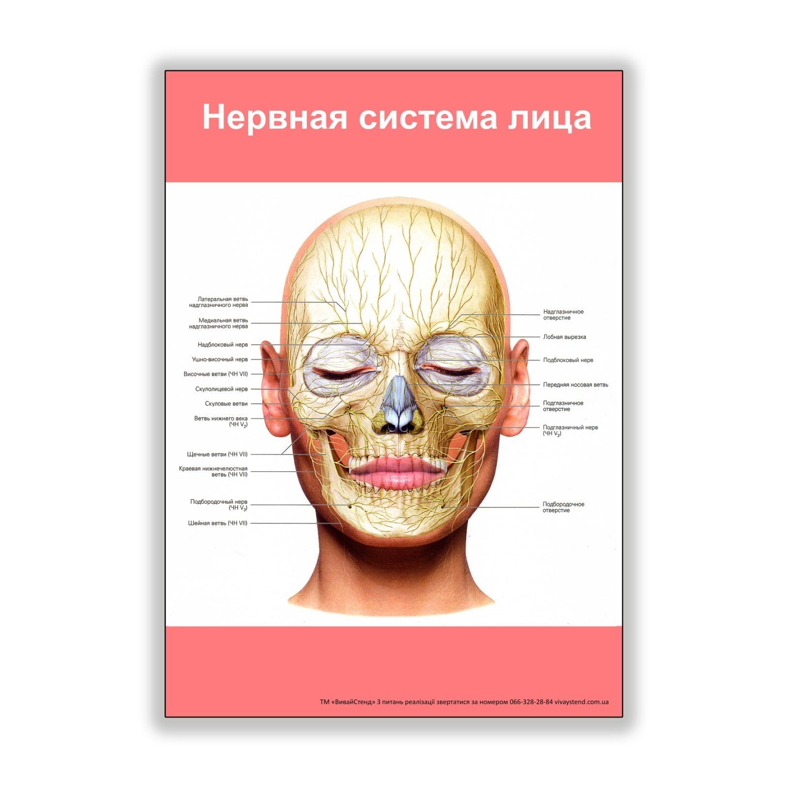 

Плакат Beauty Special Нервная система лица А2 (8255)