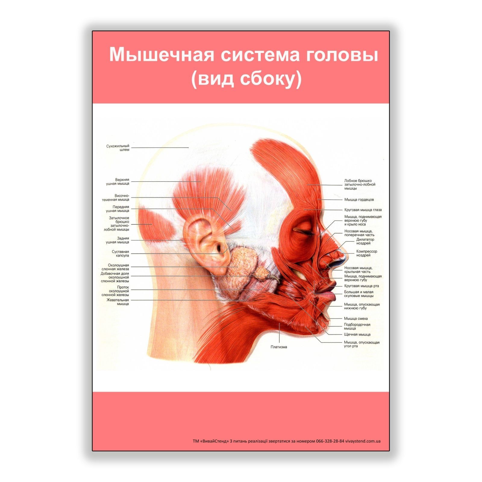 

Плакат Beauty Special Мышечная система головы (вид сбоку) А1 (8230)