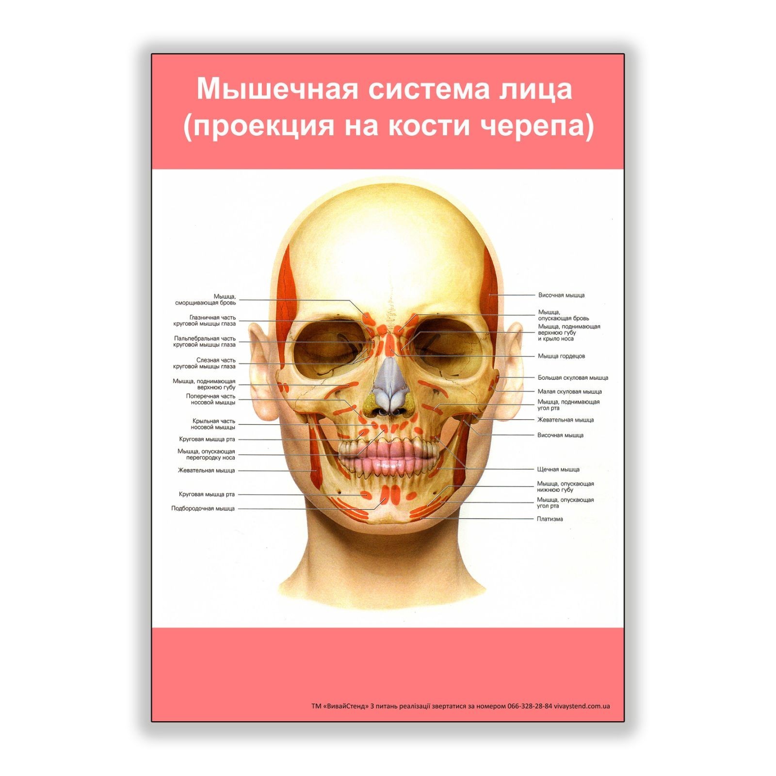 

Плакат Beauty Special Мышечная система лица (проекция на кости черепа) А3 (8200)