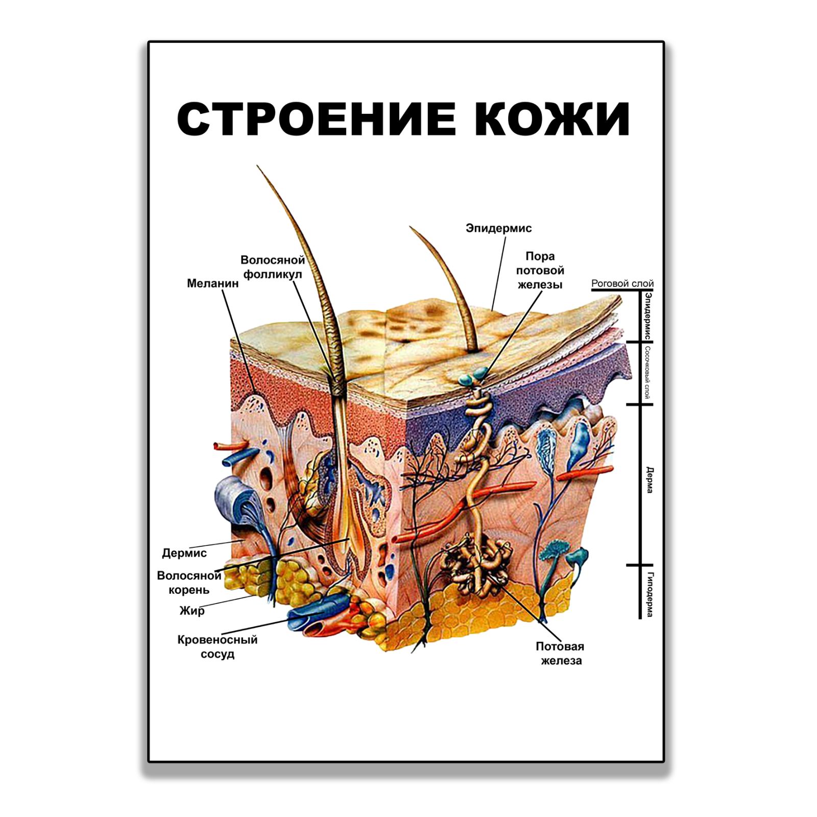 

Плакат Beauty Special “Строение кожи” А0 (a8224c-25327-3)